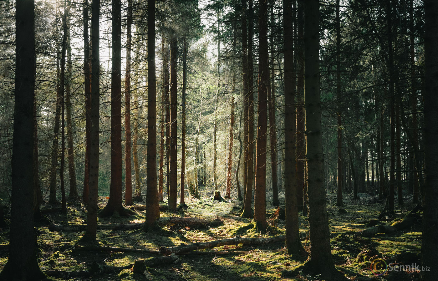 Slot Makinelerinde Adrenalinin Sırları: Duygusal Oyun